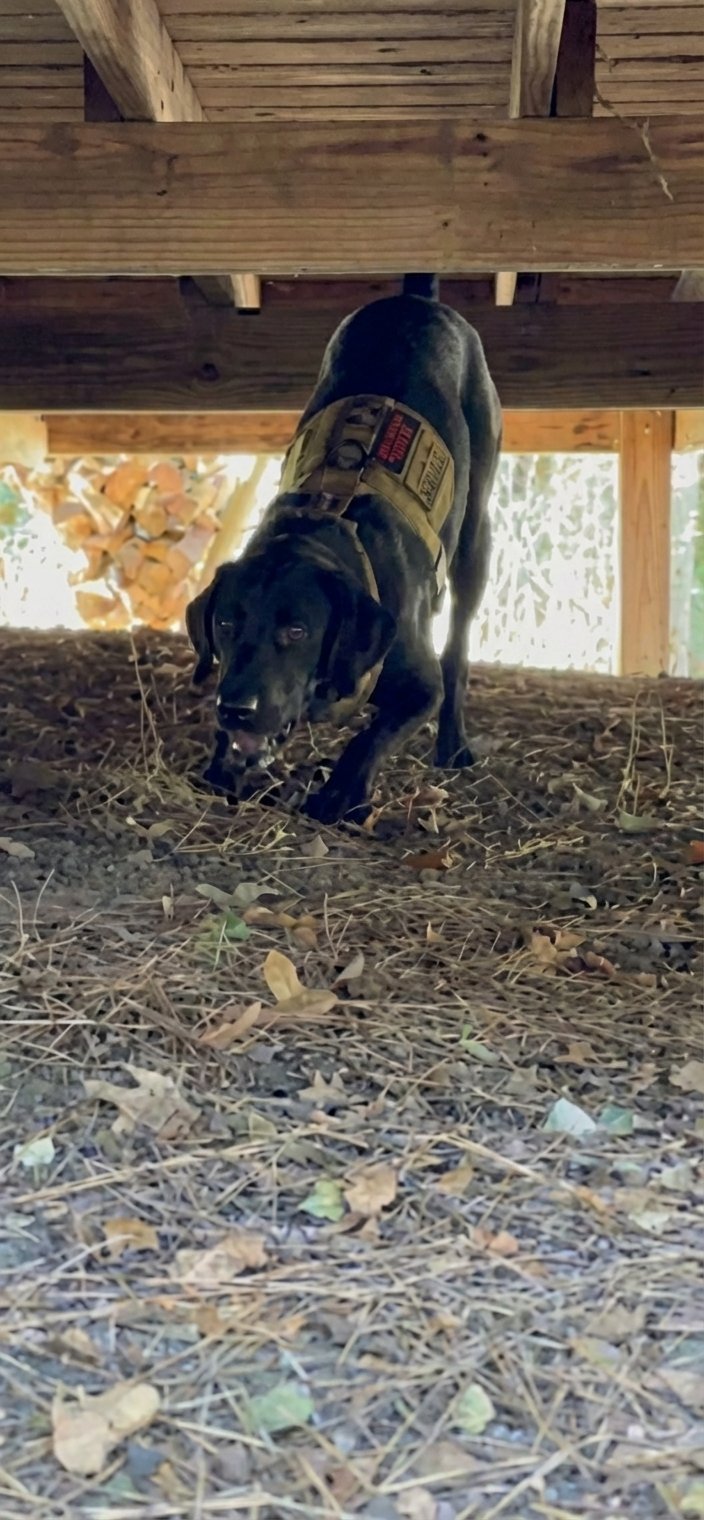 K-9 Team Image 2 Texas EquuSearch K-9 Team Image 2