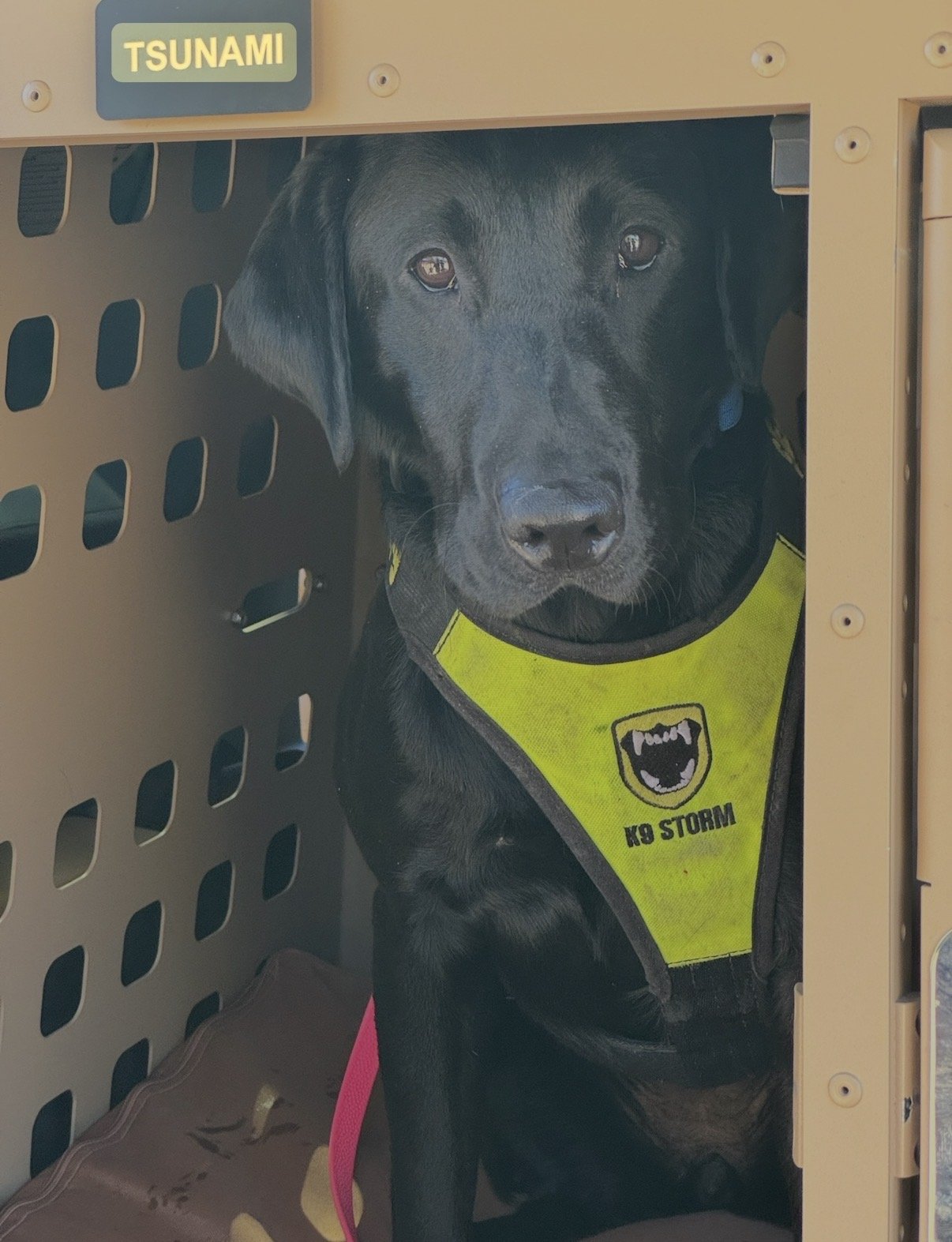 K-9 Team Image 5 Texas EquuSearch K-9 Team Image 5